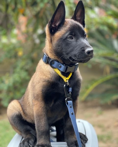 Behavior specialist working with a reactive dog using positive methods
