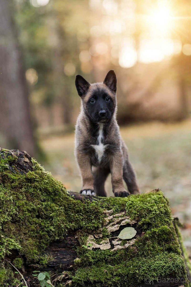 Professional dog trainer working one-on-one with a German Shepherd puppy in California